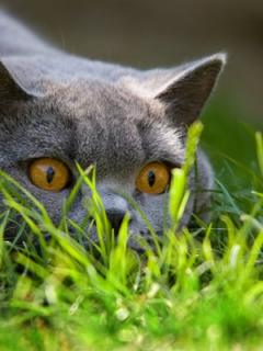 Other Wallpapers 0554